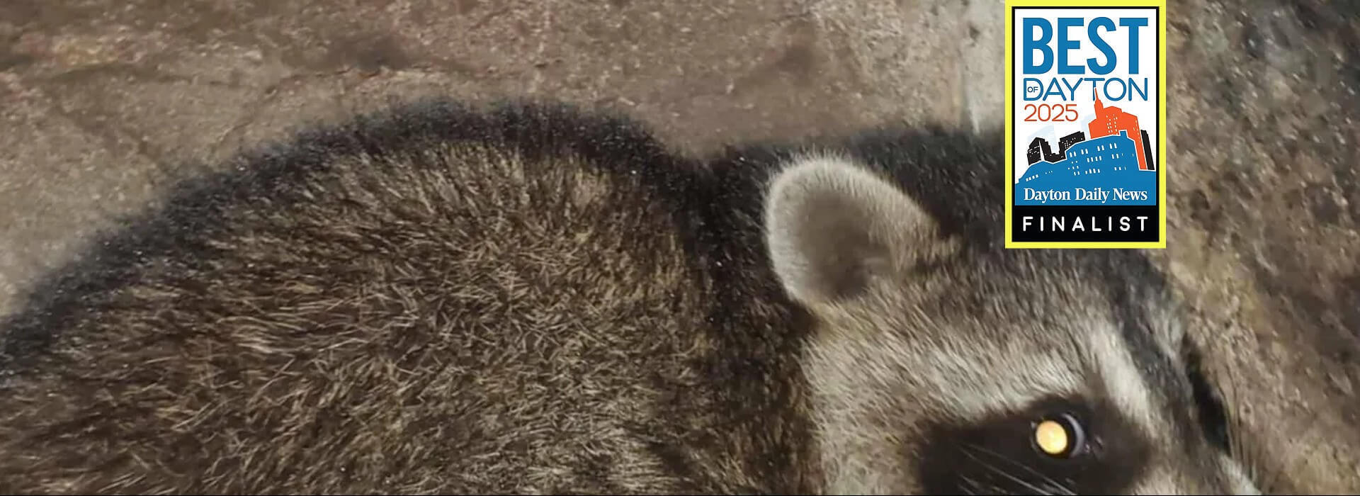 Raccoon with "14 Month Warranty" star